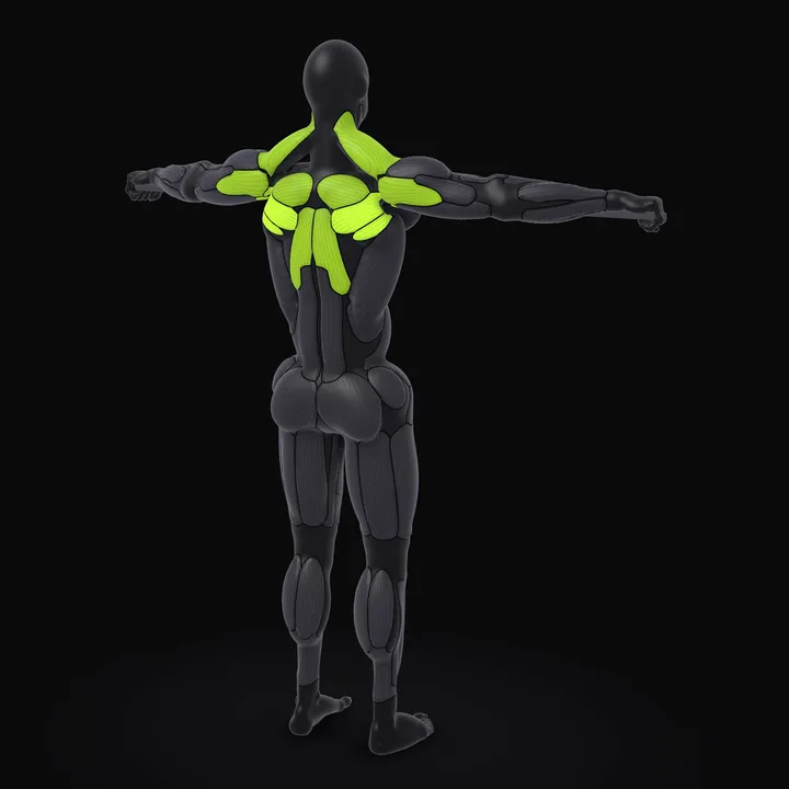 Animation 3D : Écartés avec élastique