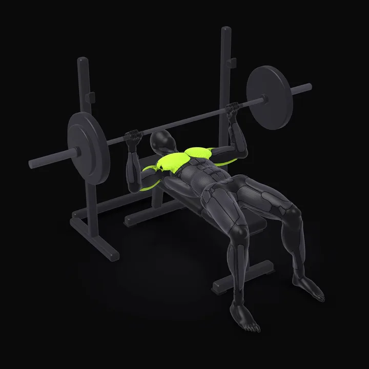 3D animation of the Barbell Bench Press