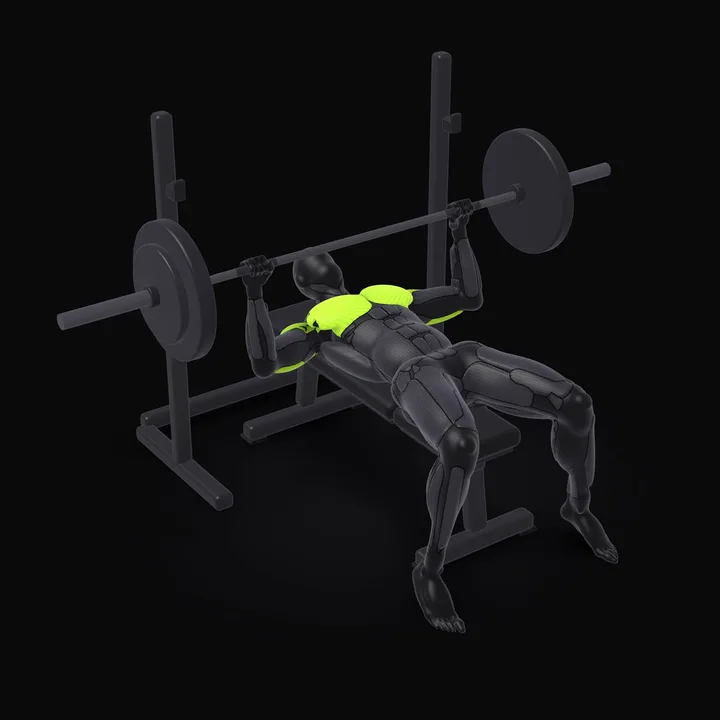Animation 3D : Développé couché powerlifting à la barre