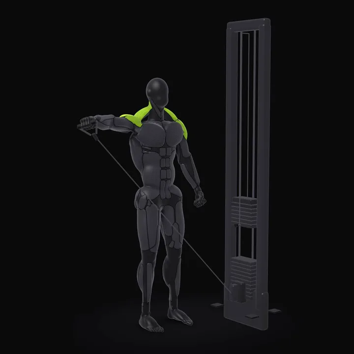 3D animation of the Cable Lateral Raise