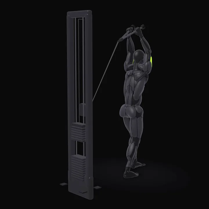 Animation 3D : Extension triceps au-dessus de la tête à la poulie
