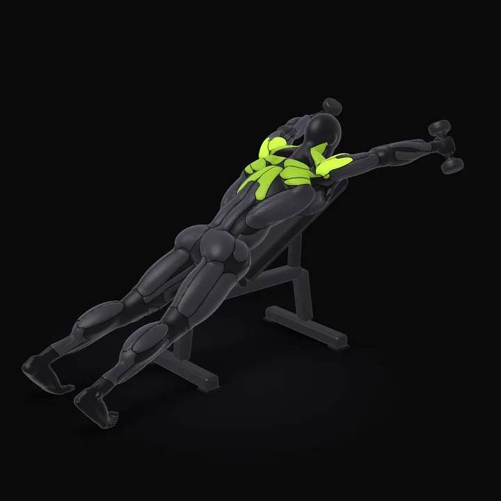 Animation 3D : Élévations en Y buste appuyé avec haltères