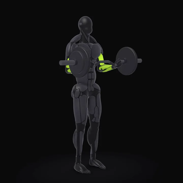 3D animation of the EZ Bar Biceps Curl