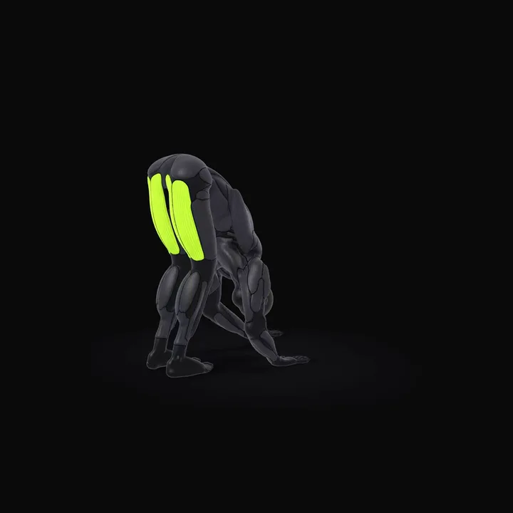 3D animation of the Inchworm