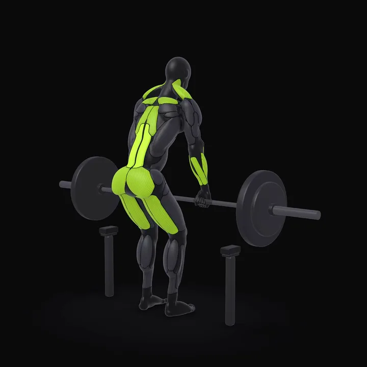 Animation 3D : Rack pull à la barre